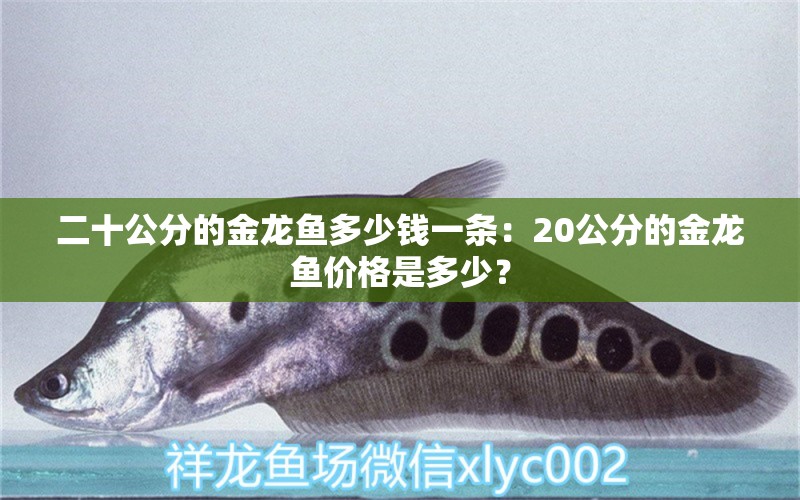 二十公分的金龍魚(yú)多少錢(qián)一條：20公分的金龍魚(yú)價(jià)格是多少？ 水族問(wèn)答 第1張