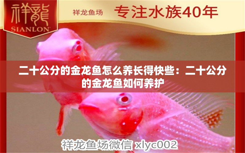 二十公分的金龍魚怎么養(yǎng)長得快些：二十公分的金龍魚如何養(yǎng)護 水族問答 第2張