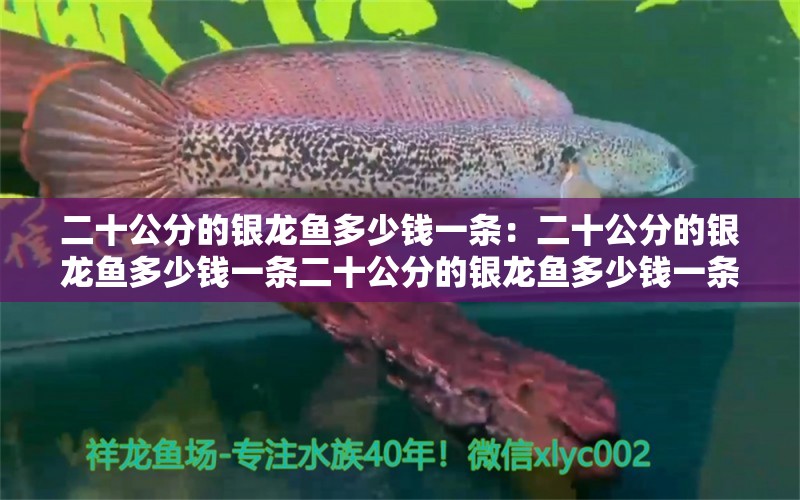 二十公分的銀龍魚多少錢一條：二十公分的銀龍魚多少錢一條二十公分的銀龍魚多少錢一條 水族問答 第2張