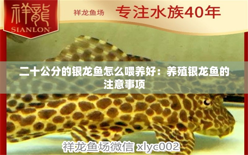 二十公分的銀龍魚(yú)怎么喂養(yǎng)好：養(yǎng)殖銀龍魚(yú)的注意事項(xiàng) 水族問(wèn)答 第1張