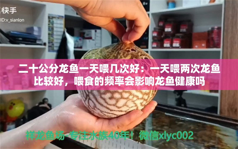 二十公分龍魚一天喂幾次好：一天喂兩次龍魚比較好，喂食的頻率會(huì)影響龍魚健康嗎 水族問答 第1張