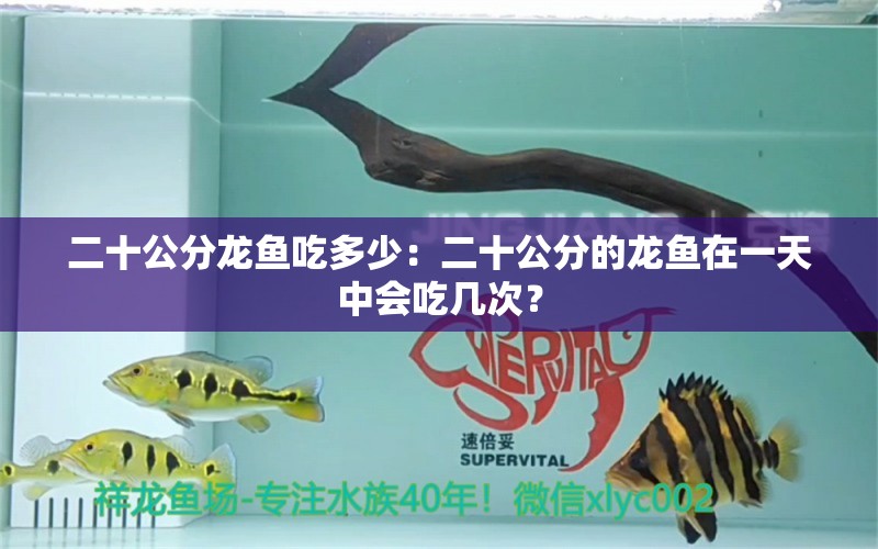 二十公分龍魚吃多少：二十公分的龍魚在一天中會(huì)吃幾次？ 水族問答 第2張