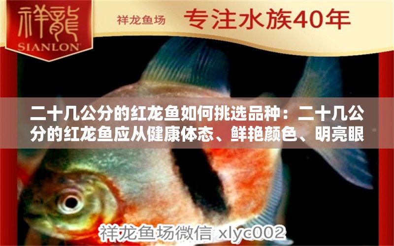 二十幾公分的紅龍魚如何挑選品種：二十幾公分的紅龍魚應(yīng)從健康體態(tài)、鮮艷顏色、明亮眼睛等多角度考察 水族問答 第2張