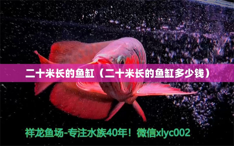 二十米長的魚缸（二十米長的魚缸多少錢）