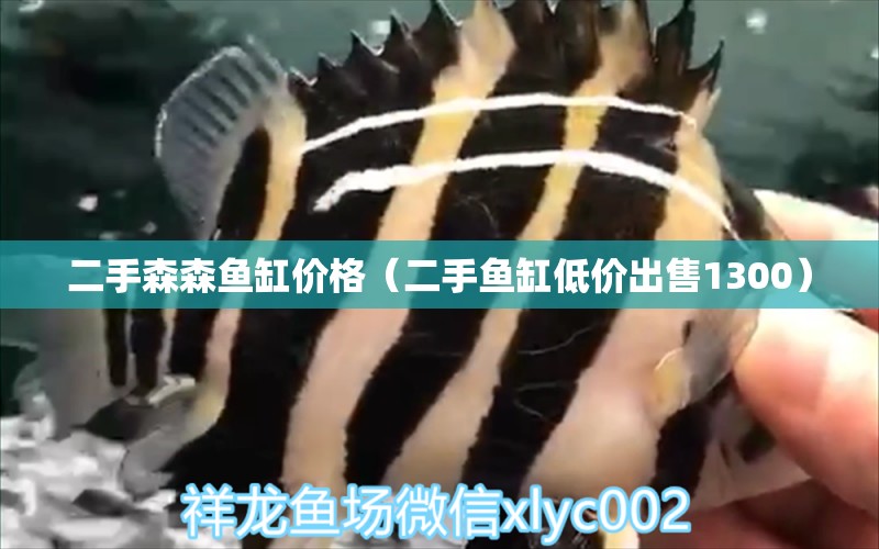 二手森森魚缸價(jià)格（二手魚缸低價(jià)出售1300） 全國水族館企業(yè)名錄