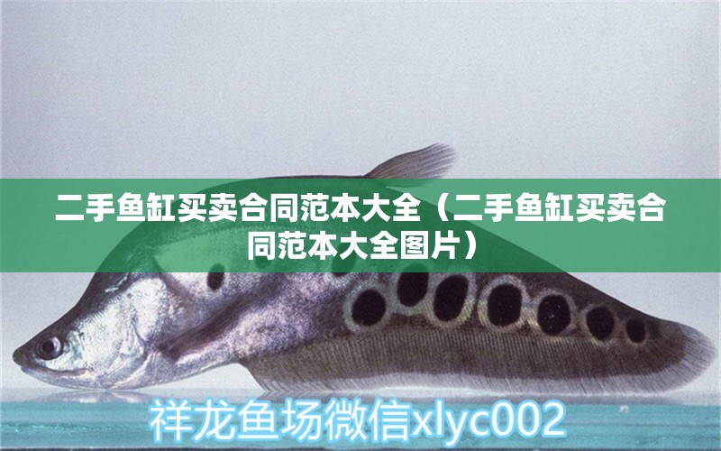 二手魚缸買賣合同范本大全（二手魚缸買賣合同范本大全圖片） 奈及利亞紅圓點狗頭