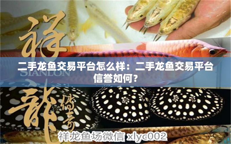 二手龍魚交易平臺怎么樣：二手龍魚交易平臺信譽如何？ 水族問答 第2張