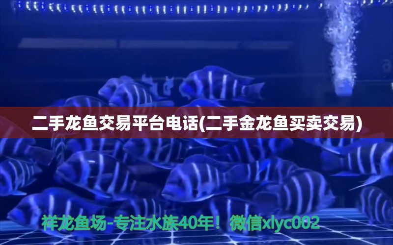 二手龍魚交易平臺電話(二手金龍魚買賣交易) 黑影道人魚