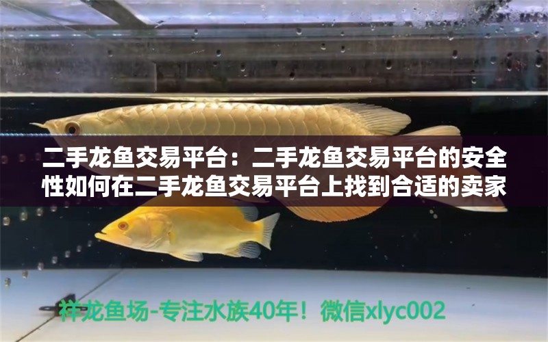 二手龍魚交易平臺：二手龍魚交易平臺的安全性如何在二手龍魚交易平臺上找到合適的賣家 水族問答 第2張