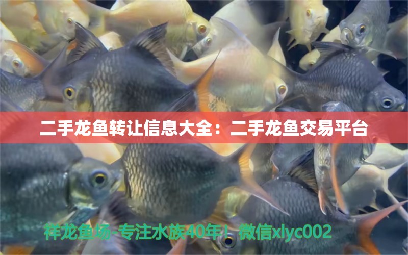 二手龍魚轉(zhuǎn)讓信息大全：二手龍魚交易平臺(tái) 廣州水族批發(fā)市場(chǎng)