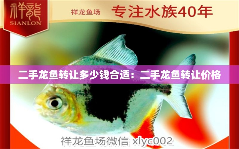 二手龍魚轉(zhuǎn)讓多少錢合適：二手龍魚轉(zhuǎn)讓價格 水族問答 第2張