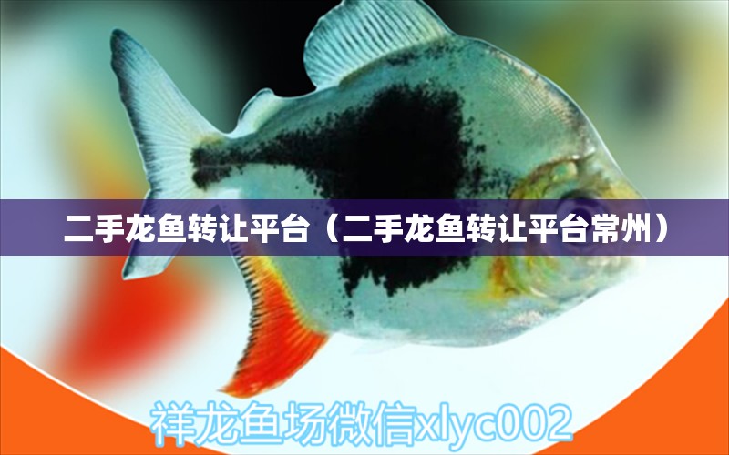 二手龍魚轉(zhuǎn)讓平臺（二手龍魚轉(zhuǎn)讓平臺常州）