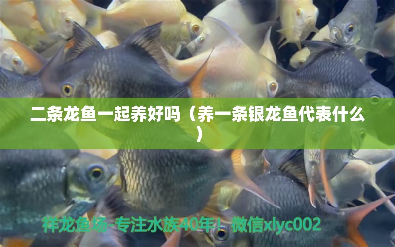 二條龍魚一起養(yǎng)好嗎（養(yǎng)一條銀龍魚代表什么） 銀龍魚