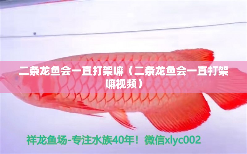 二條龍魚會一直打架嘛（二條龍魚會一直打架嘛視頻）