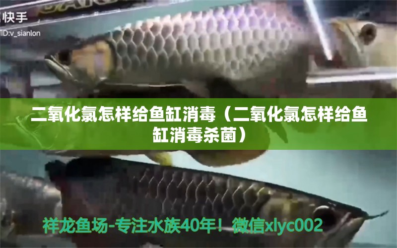 二氧化氯怎樣給魚(yú)缸消毒（二氧化氯怎樣給魚(yú)缸消毒殺菌）