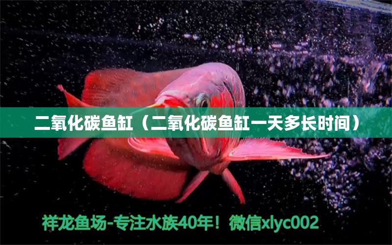 二氧化碳魚缸（二氧化碳魚缸一天多長時間）