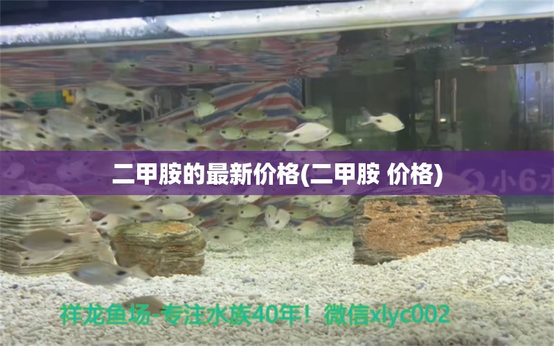 二甲胺的最新價格(二甲胺 價格) 野生埃及神仙魚