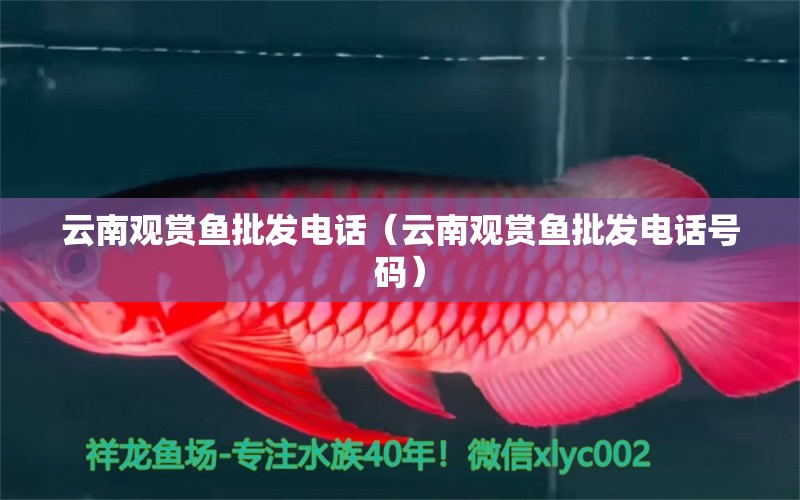 云南觀賞魚批發(fā)電話（云南觀賞魚批發(fā)電話號碼）