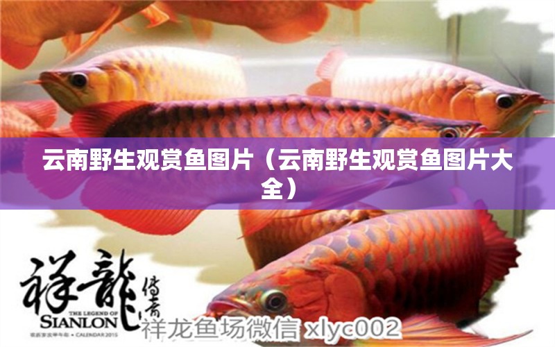 云南野生觀賞魚(yú)圖片（云南野生觀賞魚(yú)圖片大全） 祥龍水族醫(yī)院