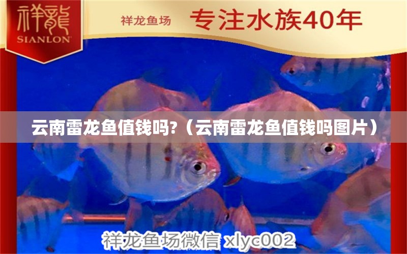 云南雷龍魚值錢嗎?（云南雷龍魚值錢嗎圖片）