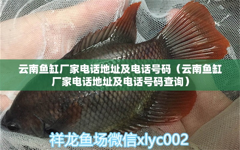 云南魚缸廠家電話地址及電話號(hào)碼（云南魚缸廠家電話地址及電話號(hào)碼查詢） 印尼四紋虎