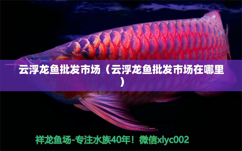 云浮龍魚批發(fā)市場（云浮龍魚批發(fā)市場在哪里）