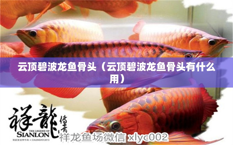 云頂碧波龍魚(yú)骨頭（云頂碧波龍魚(yú)骨頭有什么用） 祥龍水族醫(yī)院