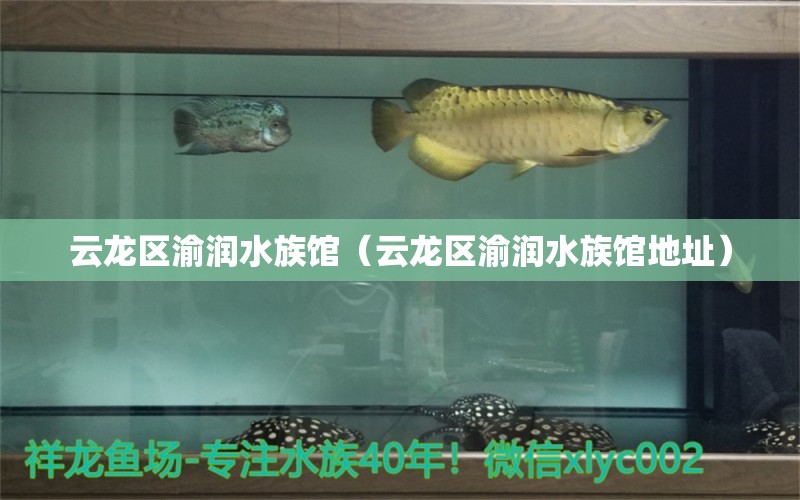 云龍區(qū)渝潤水族館（云龍區(qū)渝潤水族館地址）