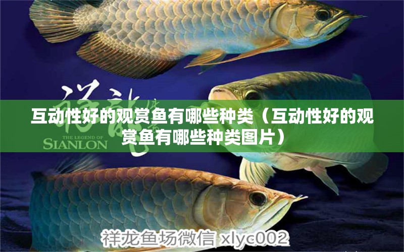 互動性好的觀賞魚有哪些種類（互動性好的觀賞魚有哪些種類圖片） PH調(diào)節(jié)劑