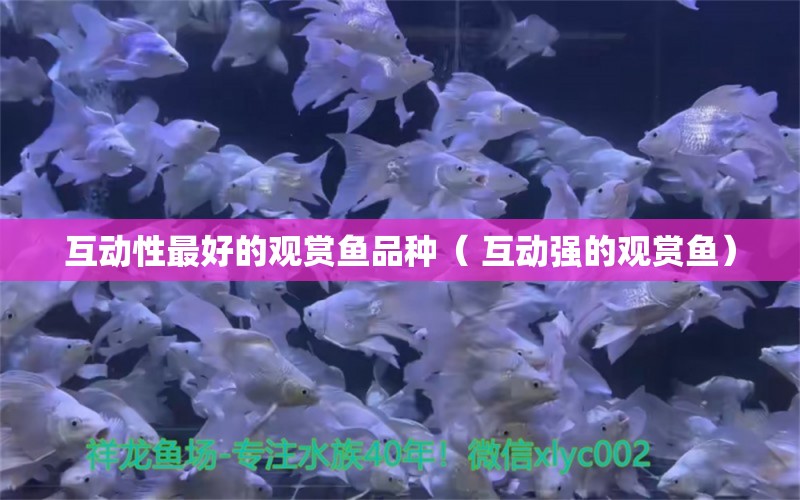 互動(dòng)性最好的觀賞魚品種（ 互動(dòng)強(qiáng)的觀賞魚） 細(xì)線銀板魚苗 第1張