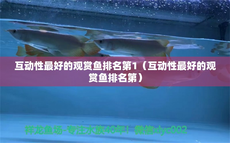 互動性最好的觀賞魚排名第1（互動性最好的觀賞魚排名第） 祥龍水族醫(yī)院