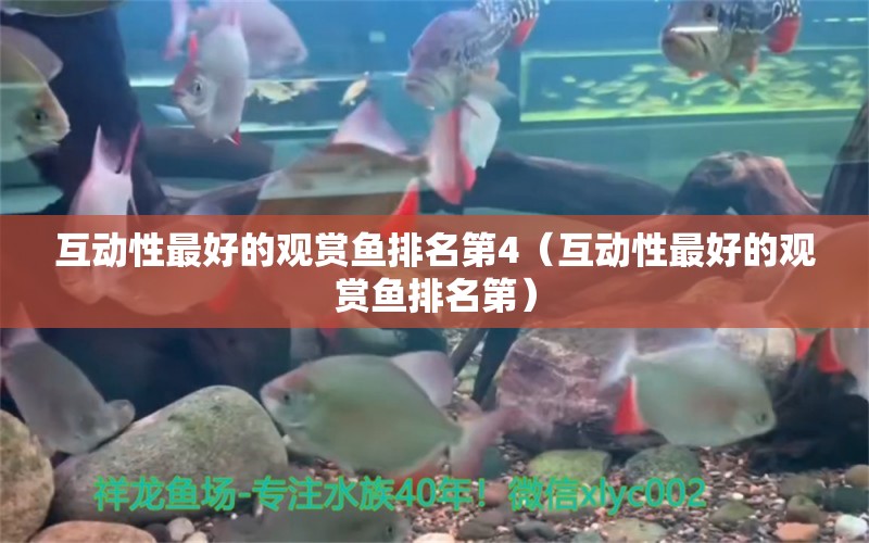 互動性最好的觀賞魚排名第4（互動性最好的觀賞魚排名第）