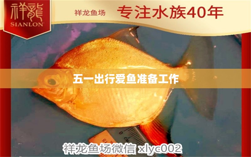 五一出行愛魚準備工作 祥龍赫舞紅龍魚 第3張