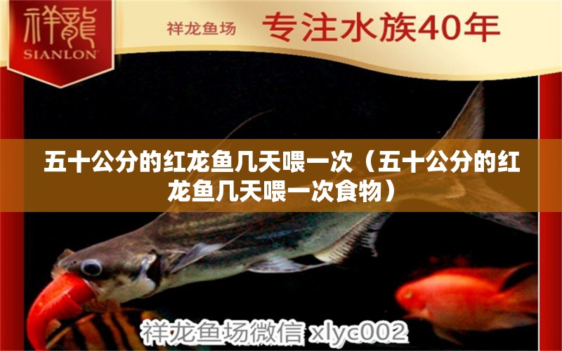 五十公分的紅龍魚幾天喂一次（五十公分的紅龍魚幾天喂一次食物） 網(wǎng)上購(gòu)買觀賞魚