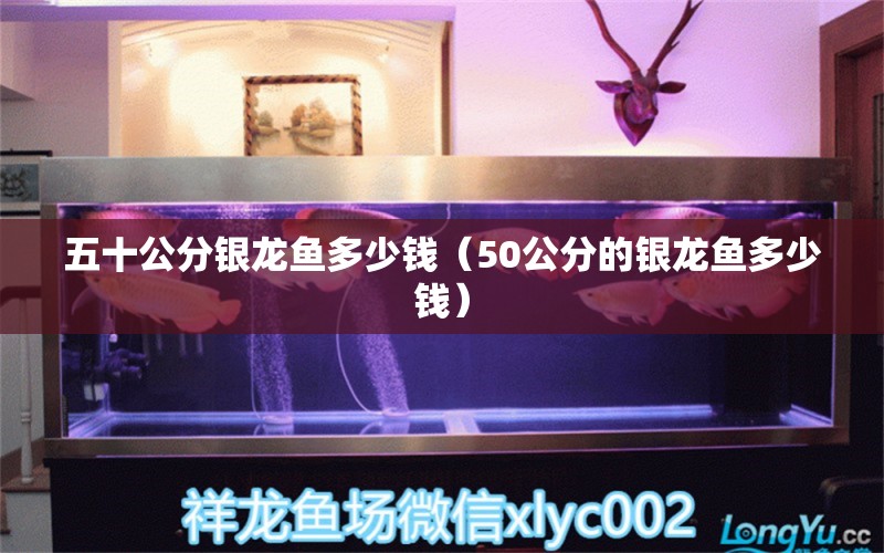 五十公分銀龍魚(yú)多少錢(qián)（50公分的銀龍魚(yú)多少錢(qián)） 銀龍魚(yú)