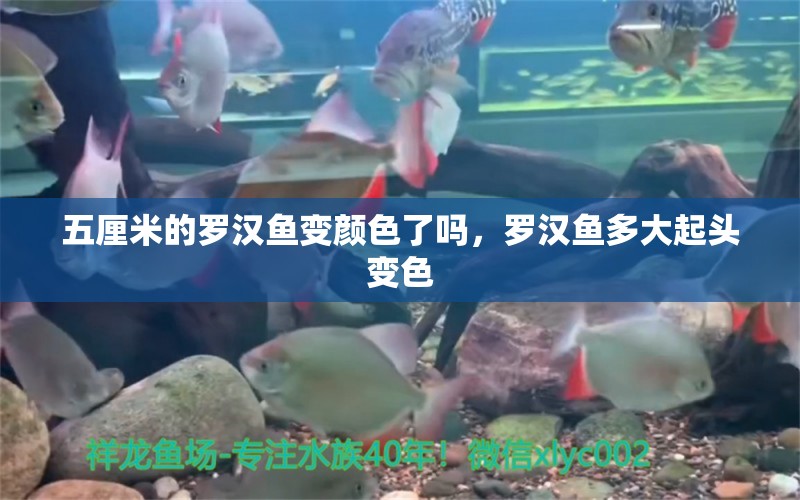 五厘米的羅漢魚變顏色了嗎，羅漢魚多大起頭變色