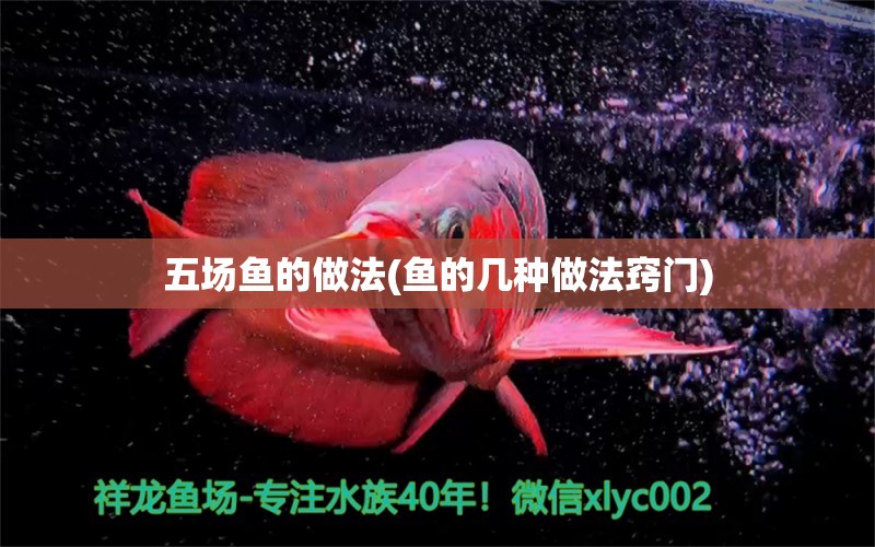 五場(chǎng)魚(yú)的做法(魚(yú)的幾種做法竅門(mén)) 過(guò)背金龍魚(yú)