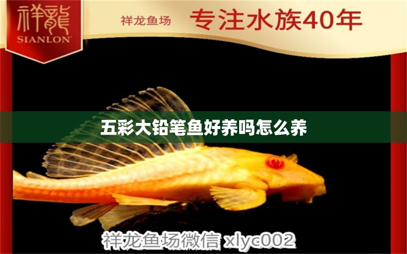 五彩大鉛筆魚好養(yǎng)嗎怎么養(yǎng) 黃寬帶蝴蝶魚