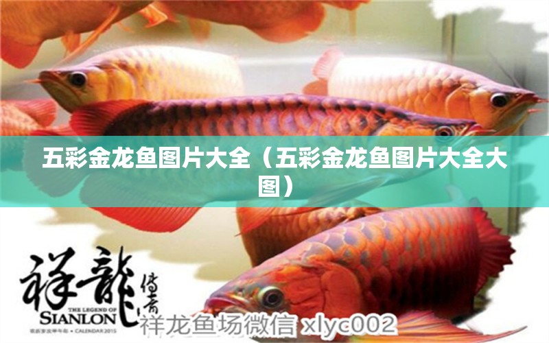 五彩金龍魚圖片大全（五彩金龍魚圖片大全大圖）