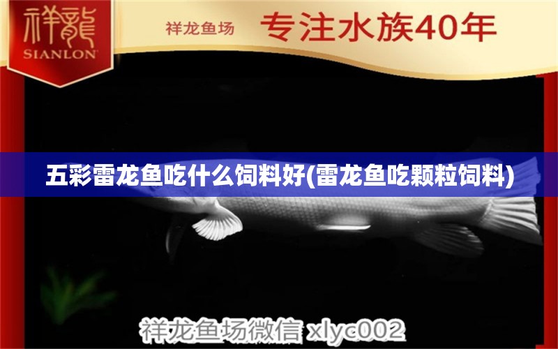 五彩雷龍魚吃什么飼料好(雷龍魚吃顆粒飼料)