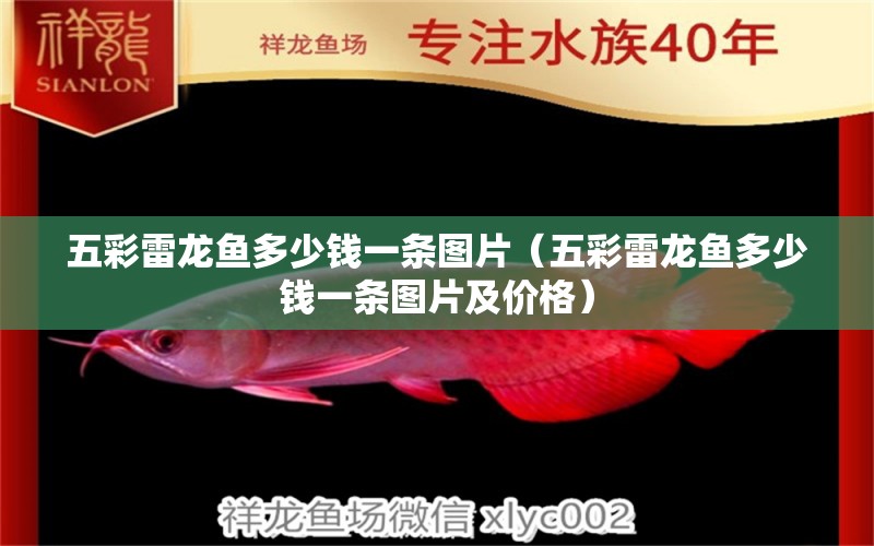 五彩雷龍魚多少錢一條圖片（五彩雷龍魚多少錢一條圖片及價格）