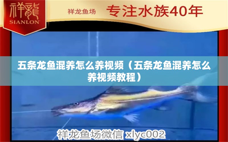 五條龍魚混養(yǎng)怎么養(yǎng)視頻（五條龍魚混養(yǎng)怎么養(yǎng)視頻教程） 龍魚疾病與治療