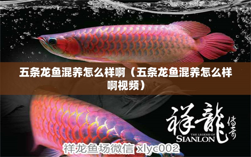 五條龍魚混養(yǎng)怎么樣啊（五條龍魚混養(yǎng)怎么樣啊視頻） 龍魚疾病與治療