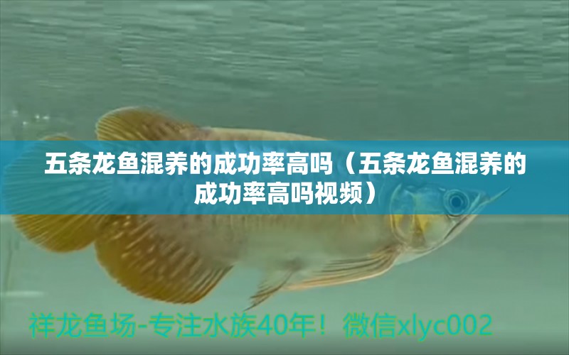 五條龍魚混養(yǎng)的成功率高嗎（五條龍魚混養(yǎng)的成功率高嗎視頻） 龍魚疾病與治療