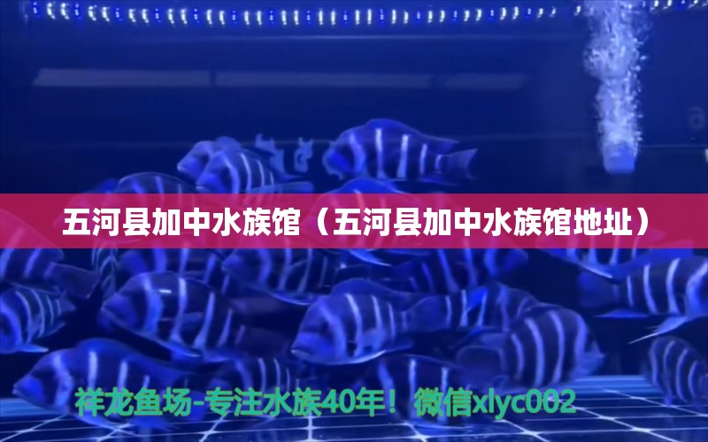 五河縣加中水族館（五河縣加中水族館地址） 全國水族館企業(yè)名錄