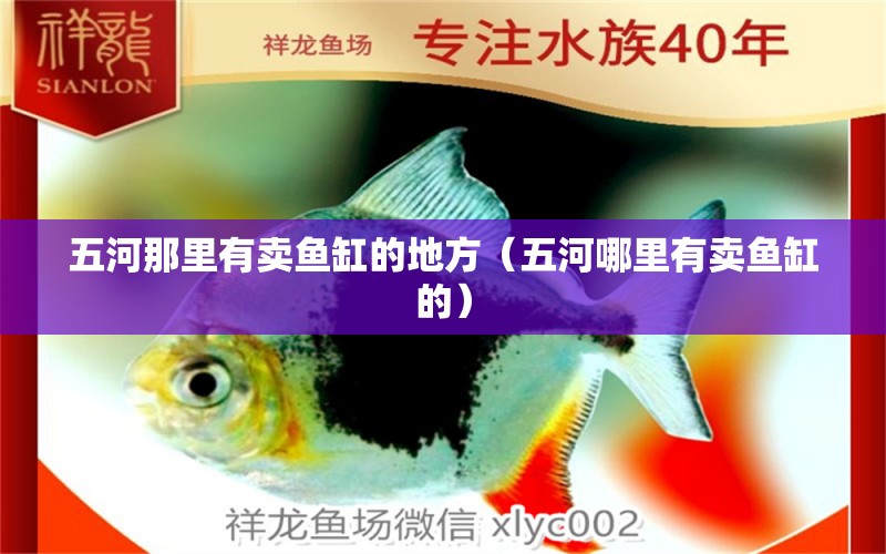 五河那里有賣魚缸的地方（五河哪里有賣魚缸的） 紅勾銀版魚