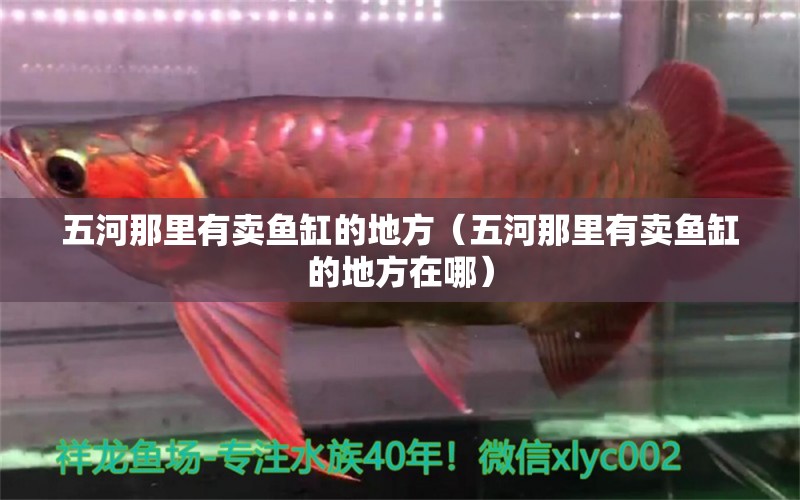 五河那里有賣魚缸的地方（五河那里有賣魚缸的地方在哪）