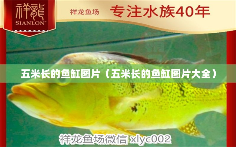 五米長的魚缸圖片（五米長的魚缸圖片大全） 其他品牌魚缸