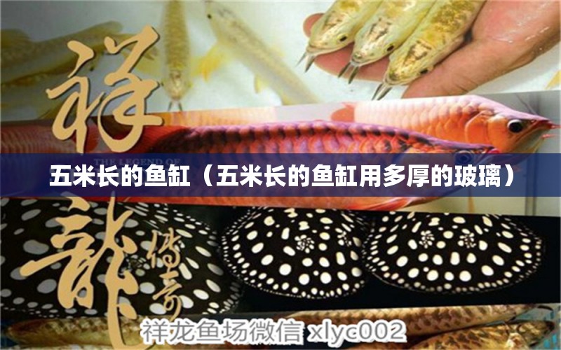 五米長的魚缸（五米長的魚缸用多厚的玻璃） 其他品牌魚缸