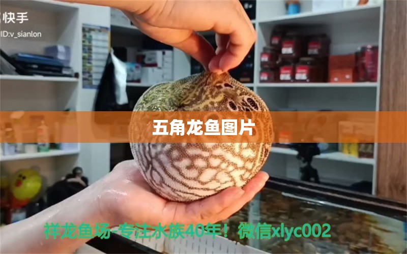 五角龍魚圖片 祥龍魚場